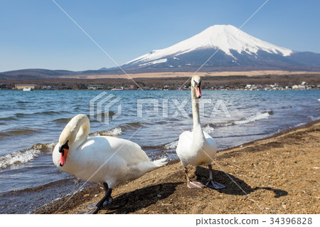 Mountain Fuji from lake yamanakako clear sky day Mountain Fuji from lake yamanakako clear sky day 34396828