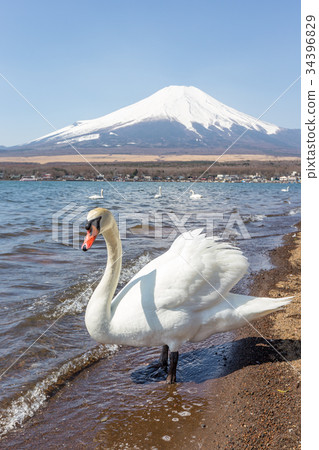 Mountain Fuji from lake yamanakako clear sky day Mountain Fuji from lake yamanakako clear sky day 34396829