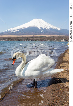 Mountain Fuji from lake yamanakako clear sky day Mountain Fuji from lake yamanakako clear sky day 34396830