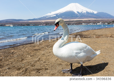 Mountain Fuji from lake yamanakako clear sky day 34396836