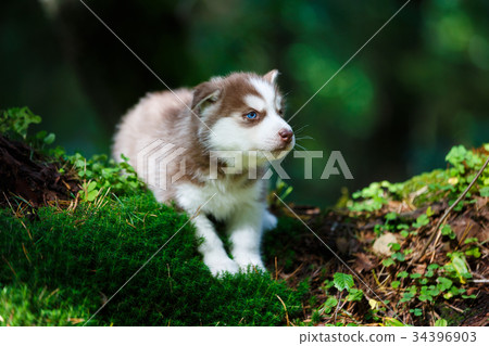 Husky puppy in a wild forest Husky puppy in a wild forest 34396903