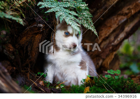 Husky puppy in a wild forest Husky puppy in a wild forest 34396916