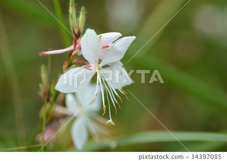 Hakuchousou Hakuchousou 34397085
