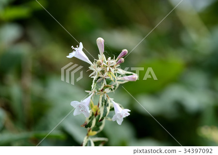 Abelia (Hopleys) Abelia (Hopleys) 34397092