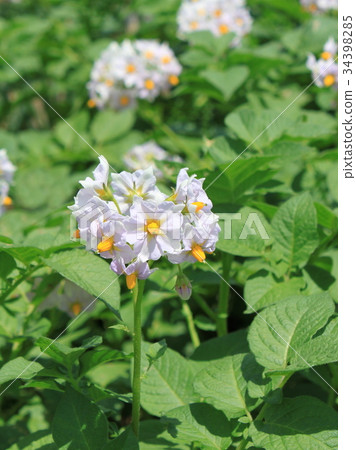 馬鈴薯花 34398285