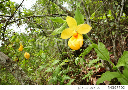 罕見的蘭花，cypripedium，irapeanum，稀有蘭花Cipripedium 34398302