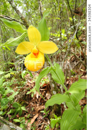 罕見的蘭花，cypripedium，irapeanum，稀有蘭花Cipripedium 34398304