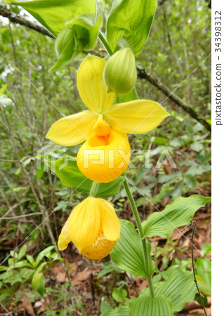 罕見的蘭花，cypripedium，irapeanum，稀有蘭花Cipripedium 34398312