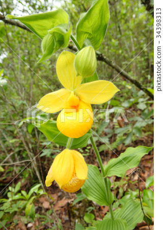 Rare orchid, cypripedium, irapeanum, rare orchids Cipripedium Rare orchid, cypripedium, irapeanum, rare orchids Cipripedium 34398313