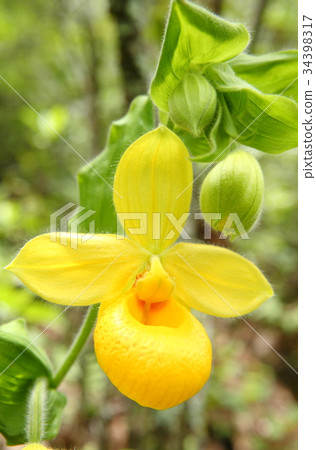 Rare orchid, cypripedium, irapeanum, rare orchids Cipripedium 34398317