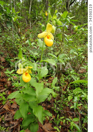 Rare orchid, cypripedium, irapeanum, rare orchids Cipripedium 34398319