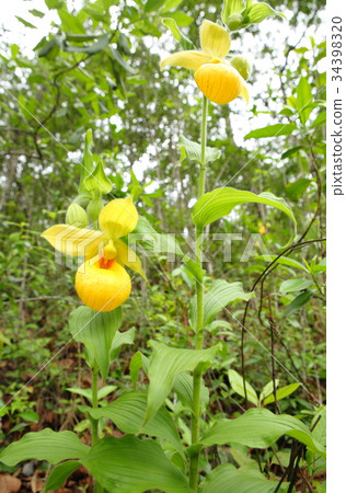 Rare orchid, cypripedium, irapeanum, rare orchids Cipripedium 34398320