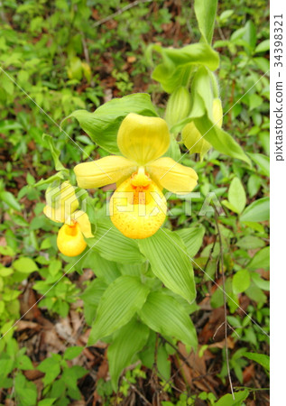 罕見的蘭花，cypripedium，irapeanum，稀有蘭花Cipripedium 34398321