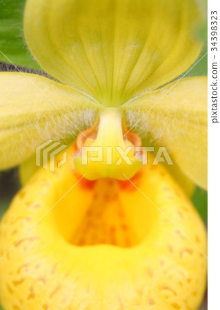 Rare orchid, cypripedium, irapeanum, rare orchids Cipripedium 34398323