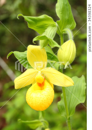 罕見的蘭花，cypripedium，irapeanum，稀有蘭花Cipripedium 34398324
