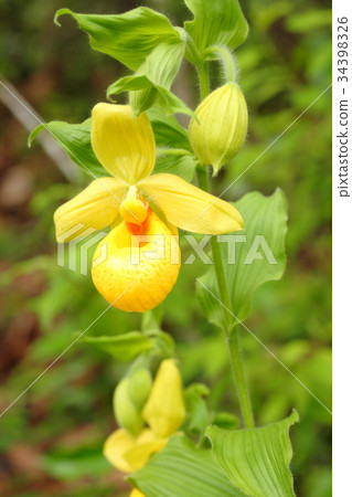 罕見的蘭花，cypripedium，irapeanum，稀有蘭花Cipripedium 34398326