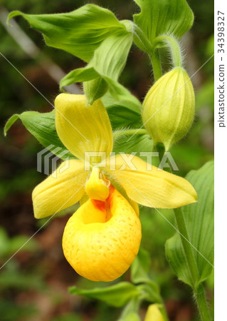 罕見的蘭花，cypripedium，irapeanum，稀有蘭花Cipripedium 34398327