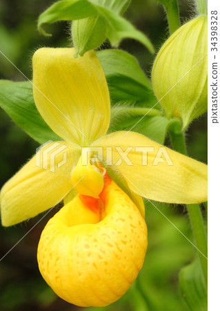 Rare orchid, cypripedium, irapeanum, rare orchids Cipripedium 34398328