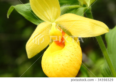 Rare orchid, cypripedium, irapeanum, rare orchids Cipripedium 34398329