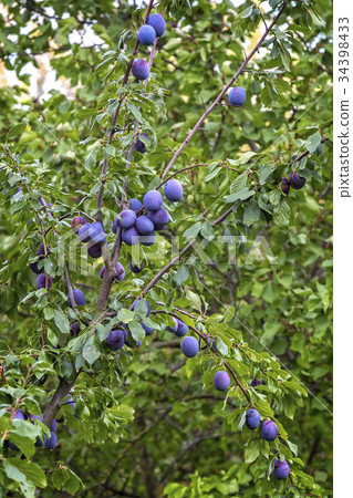 Ripe blue plum on the plum tree Ripe blue plum on the plum tree 34398433