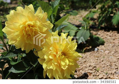 Okadera Okadera 34398581