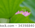 Lotus 34398840
