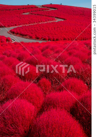 Crimson Kokia 34399015