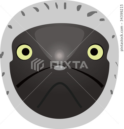 藍腳鰹鳥 34399215