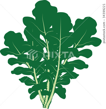arugula arugula 34399221