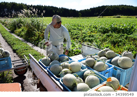 Taking pictures of the work of melon farmers in Asukazawa, Hokkaido, harvesting melons and loading them on light trucks Taking pictures of the work of melon farmers in Asukazawa, Hokkaido, harvesting melons and loading them on light trucks 34399549