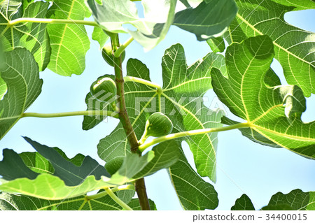 Fig (no fruit) 34400015