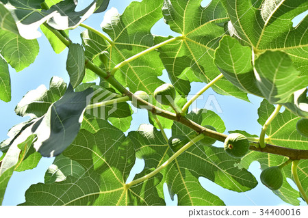 Fig (no fruit) 34400016