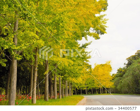 Ginkgo aki Ginkgo aki 34400577