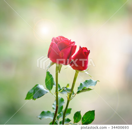 red roses 34400693