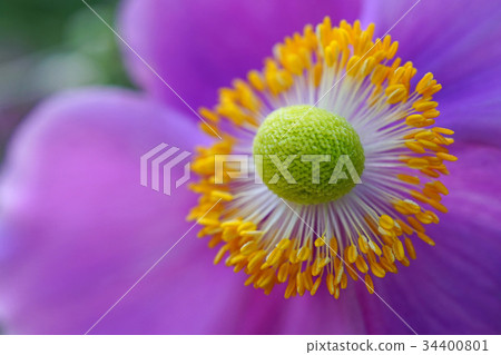 神秘的綠色球體很美 34400801