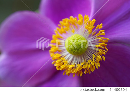 神秘的綠色球體很美 34400804