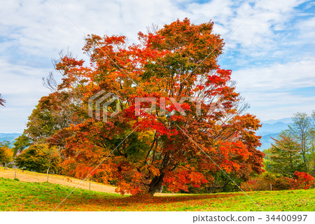 Seven colors maple of Shinshu Omine plateau under clear autumn 34400997