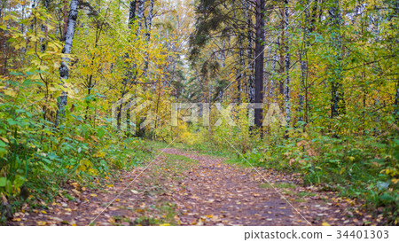 The forest road passing through beautiful colorful 34401303