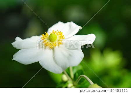 優雅的白色shingei 34401521