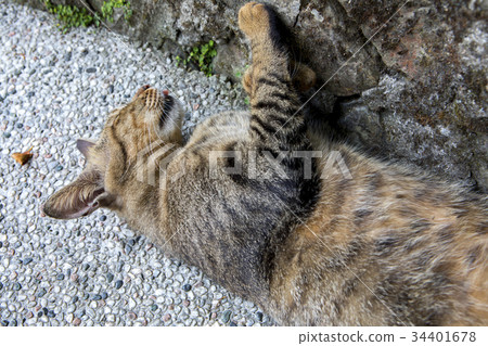 貓,動物,斑貓,動物、猫、animal, cat,台灣,猴硐 貓,動物,斑貓,動物、猫、animal, cat,台灣,猴硐 34401678