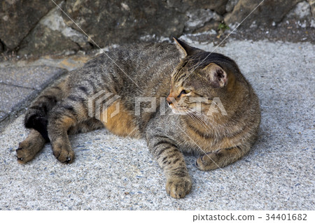 貓，動物，斑貓，動物、猫、animal, cat,台灣，猴硐 34401682