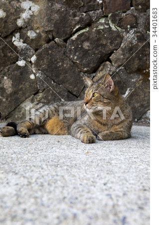貓，動物，斑貓，動物、猫、animal, cat,台灣，猴硐 34401683