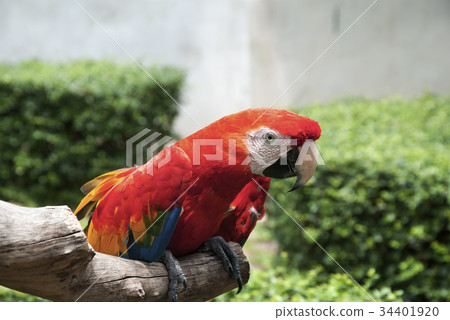 Red Macaw parrot island Red Macaw parrot island 34401920