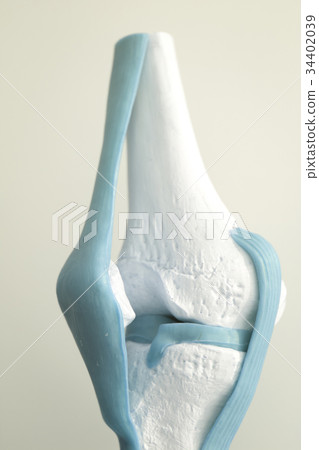 Human knee joint meniscus model 34402039