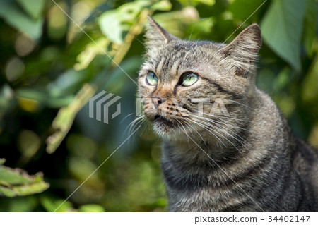 貓,動物,斑貓,動物、猫、animal, cat,台灣,猴硐 貓,動物,斑貓,動物、猫、animal, cat,台灣,猴硐 34402147