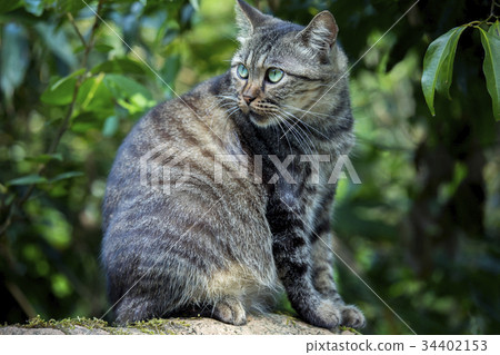 貓,動物,斑貓,動物、猫、animal, cat,台灣,猴硐 貓,動物,斑貓,動物、猫、animal, cat,台灣,猴硐 34402153
