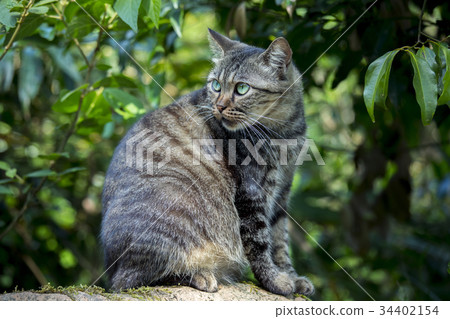 貓，動物，斑貓，動物、猫、animal, cat,台灣，猴硐 34402154