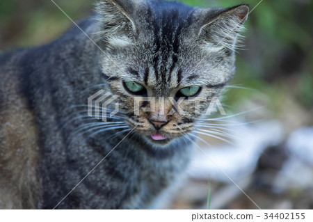 貓,動物,斑貓,動物、猫、animal, cat,台灣,猴硐 貓,動物,斑貓,動物、猫、animal, cat,台灣,猴硐 34402155