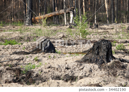Wndow in Saint Peter and Paul Cathedral, Prague 34402190