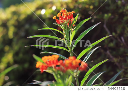 Askle earrings 34402318